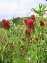 ベニバナツメクサ